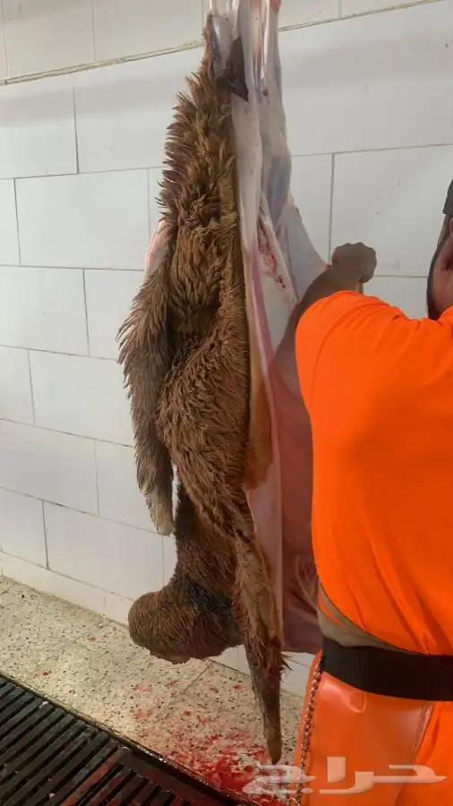 ذبايح سواكني طيبه فاخره تربايه لها حول 5 شهور 8