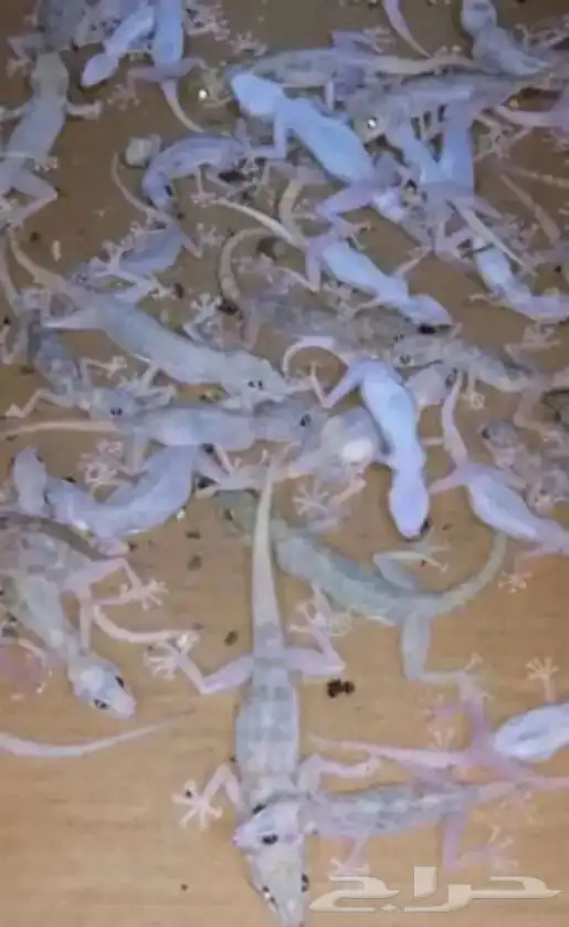 قاتل الوزغ مبيد وزغ سم الوزغ طارد الوزغ 2