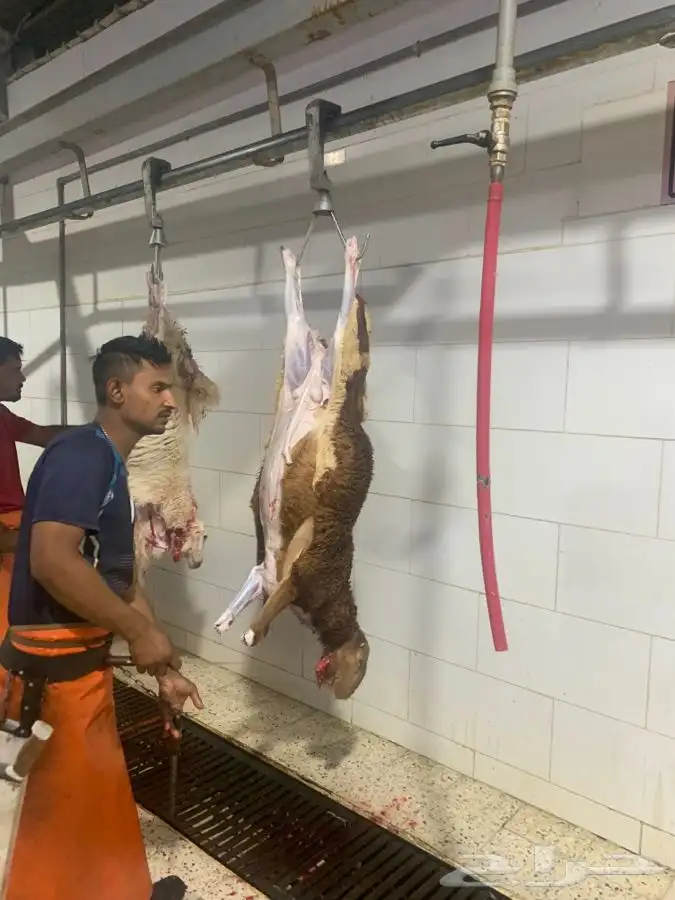 ذبايح سواكني طيبه فاخره تربايه لها حول 5 شهور 2