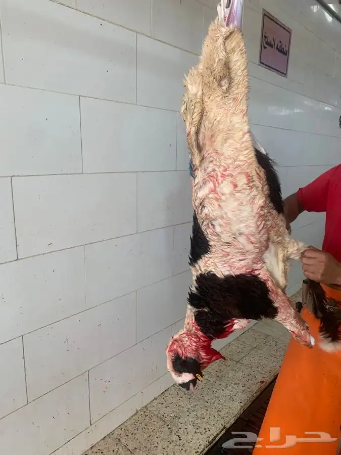 ذبايح سواكني طيبه فاخره تربايه لها حول 5 شهور 12