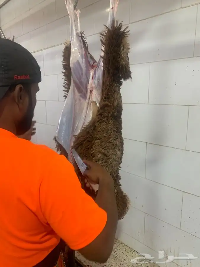 ذبايح سواكني طيبه فاخره تربايه لها حول 5 شهور 10