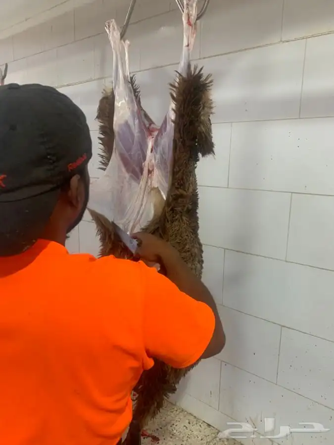 ذبايح سواكني طيبه فاخره تربايه لها حول 5 شهور 9