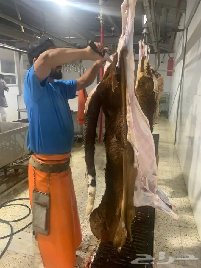 ذبايح سواكني طيبه فاخره تربايه لها حول 5 شهور 4