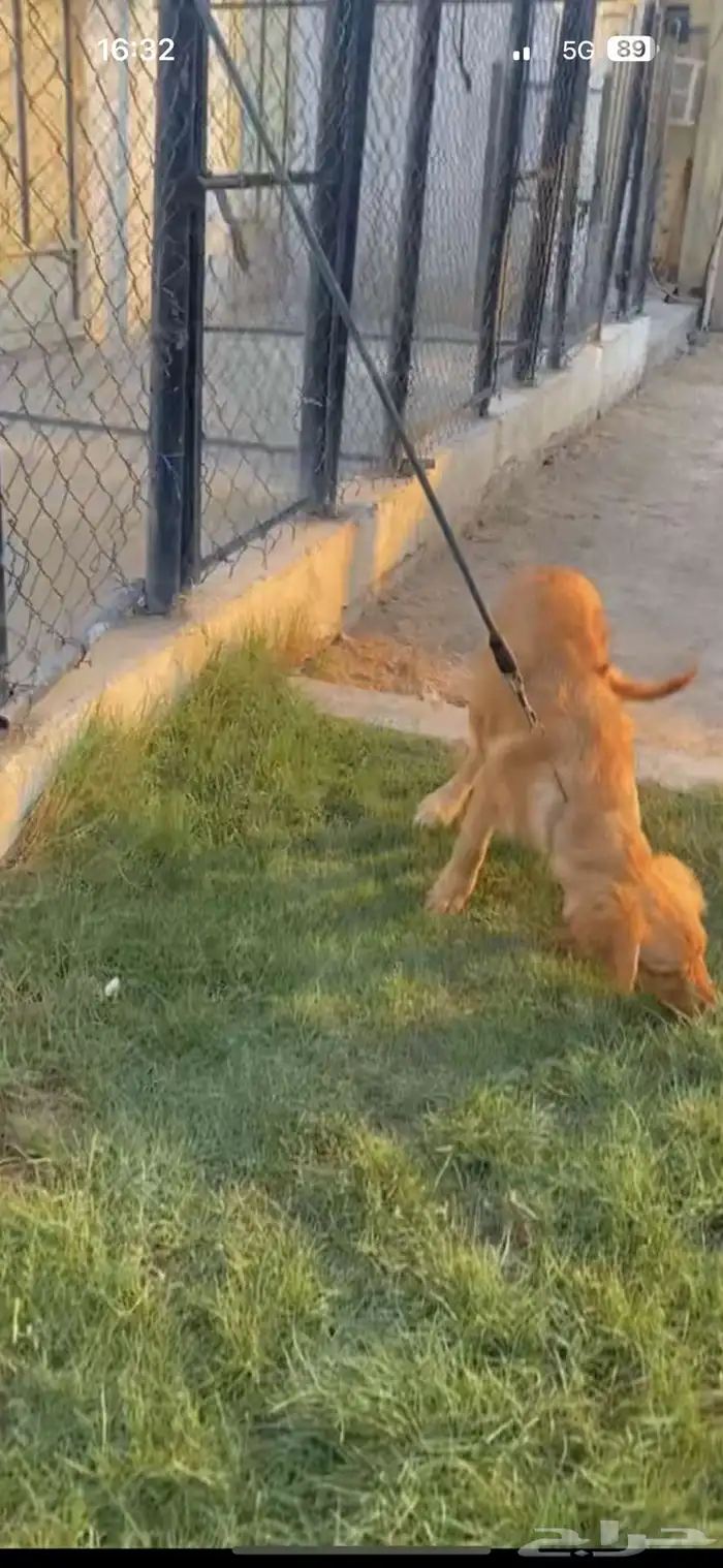 فندقة كلاب وتدريب ونستقبل كلاب التبني 1