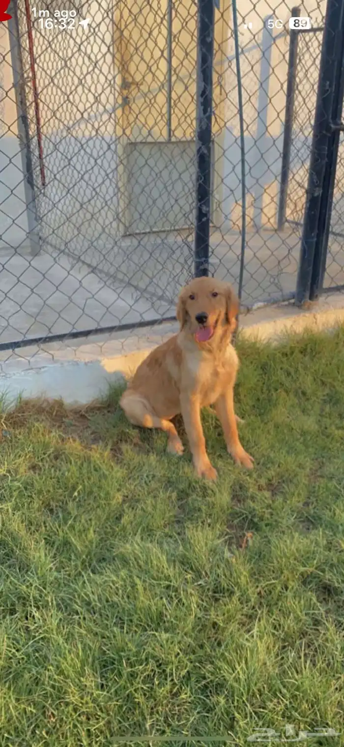 فندقة كلاب وتدريب ونستقبل كلاب التبني 0