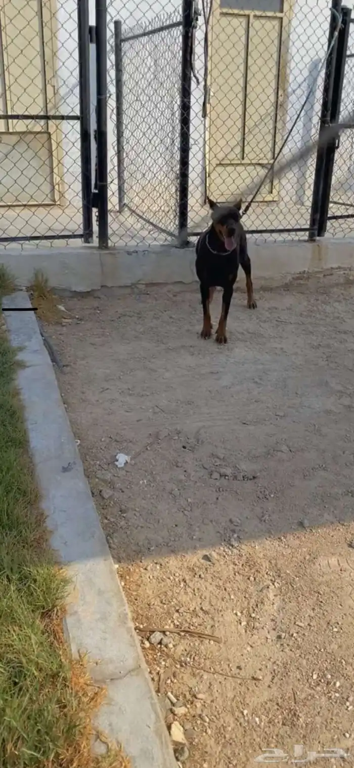 فندقة كلاب وتدريب ونستقبل كلاب التبني 2