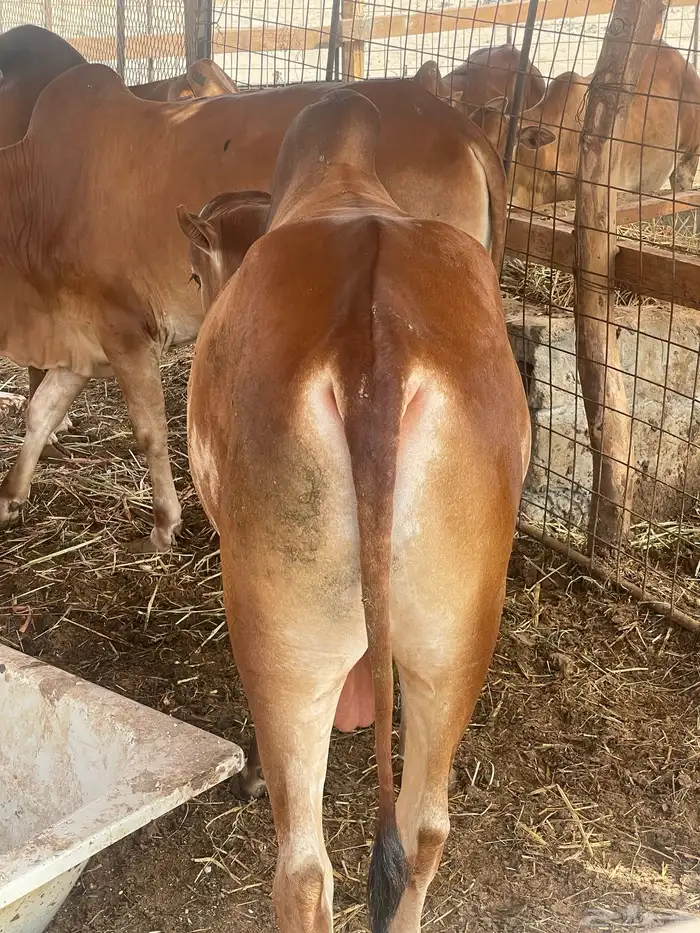 عجول بلدي 11