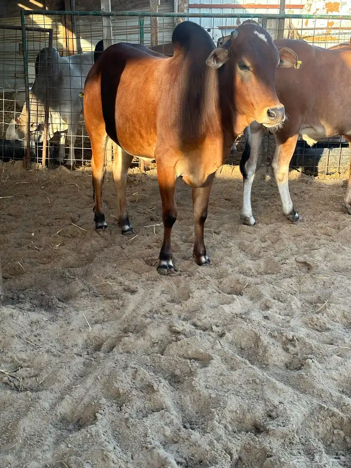 عجول وحسلان 4