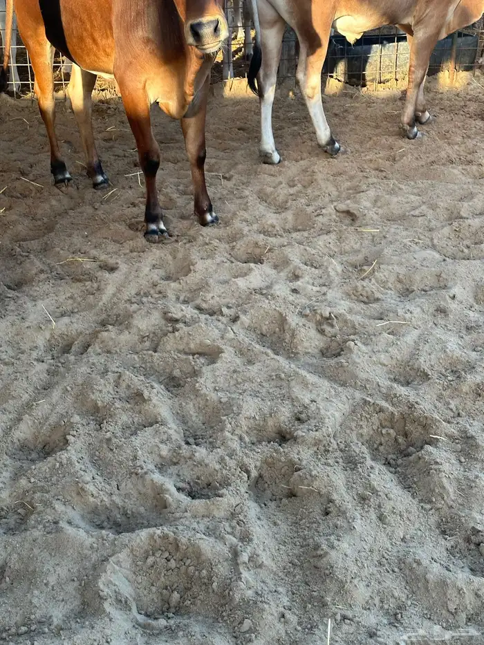 عجول وحسلان 3