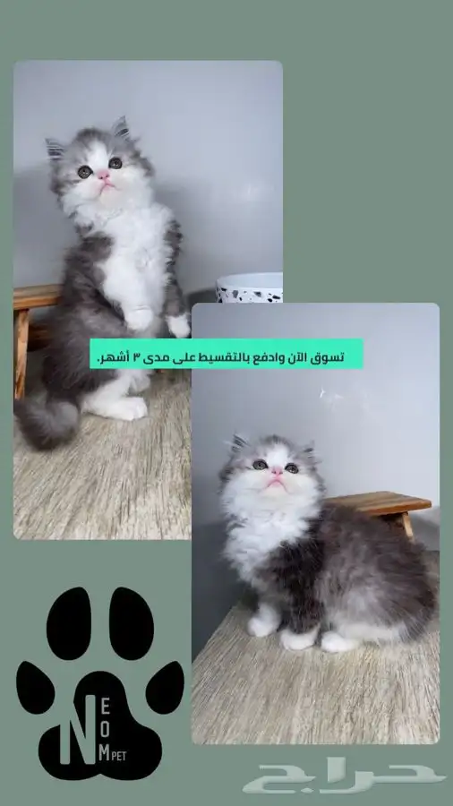 سكوتش قطط صغيره كيتن قطوه قطه بسه هملايا شيرازي انثى ذكر قط 1