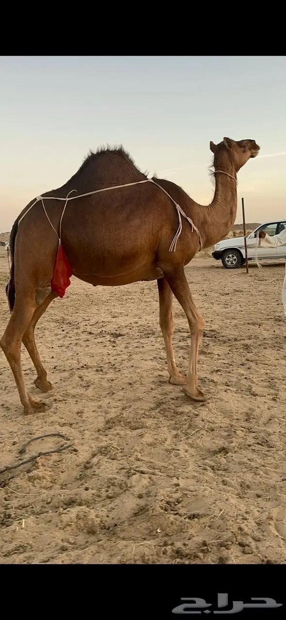 خلفاء ساحلية (رباع ) حمراء 1