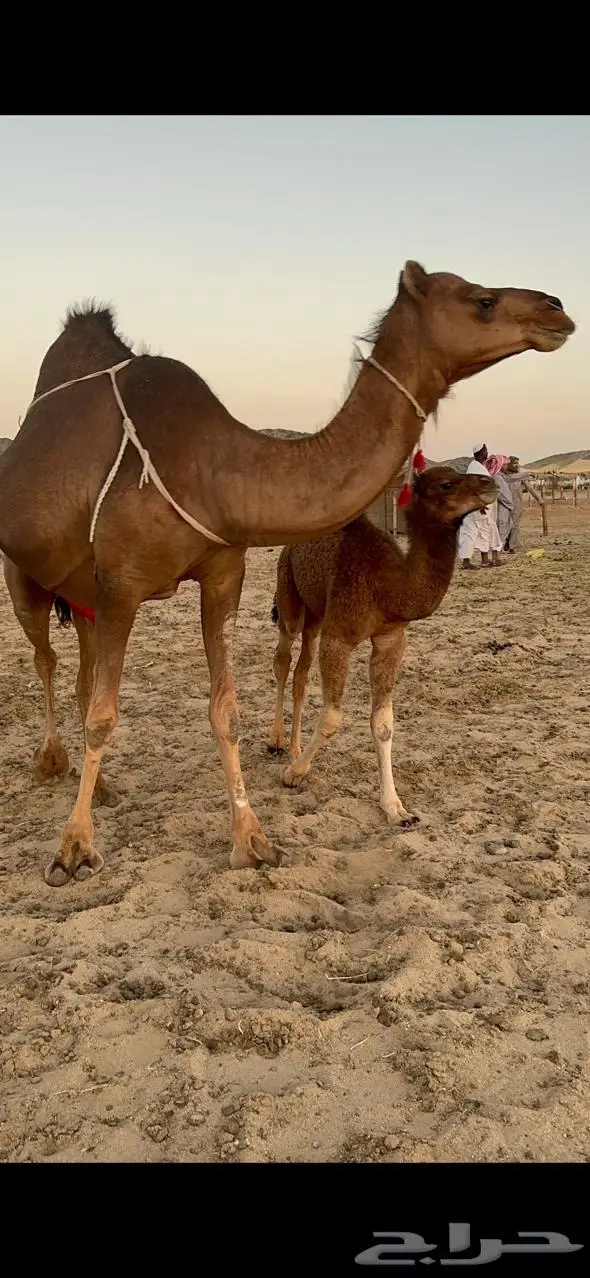 خلفاء ساحلية (رباع ) حمراء 4
