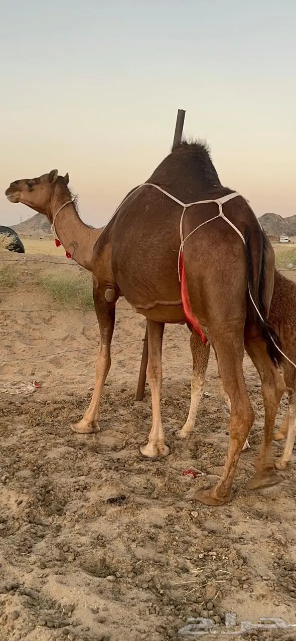 خلفاء ساحلية (رباع ) حمراء 6
