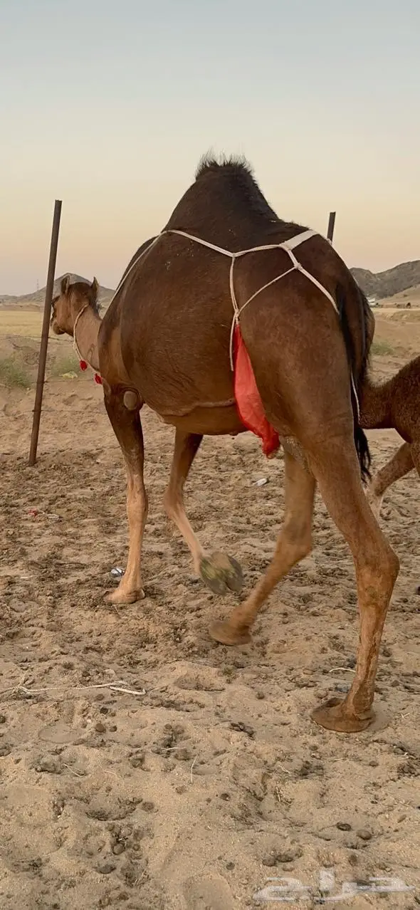 خلفاء ساحلية (رباع ) حمراء 7
