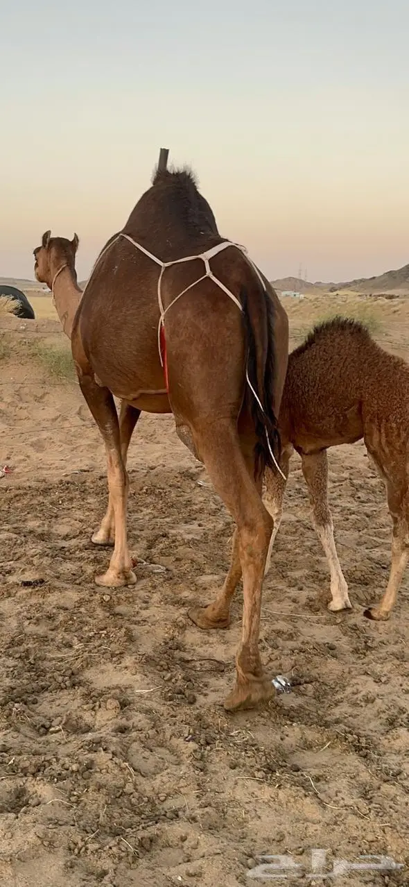 خلفاء ساحلية (رباع ) حمراء 5