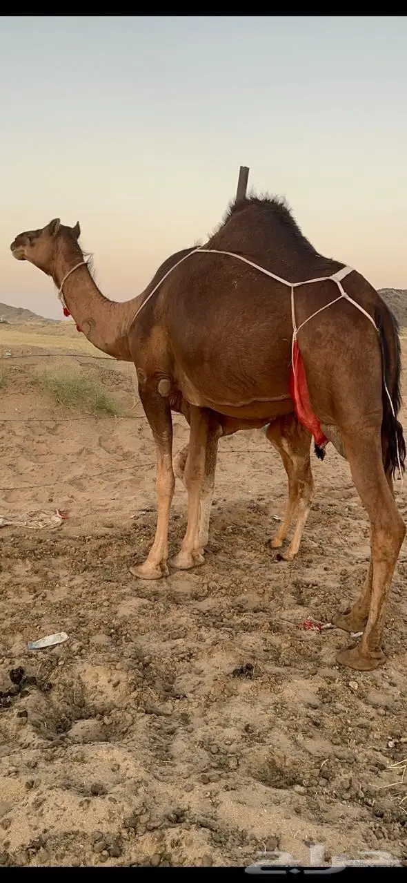 خلفاء ساحلية (رباع ) حمراء 8