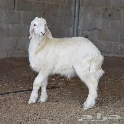 سواكني حري والتوصيل إلى البيت ويوجد لدينا الطبخ 2