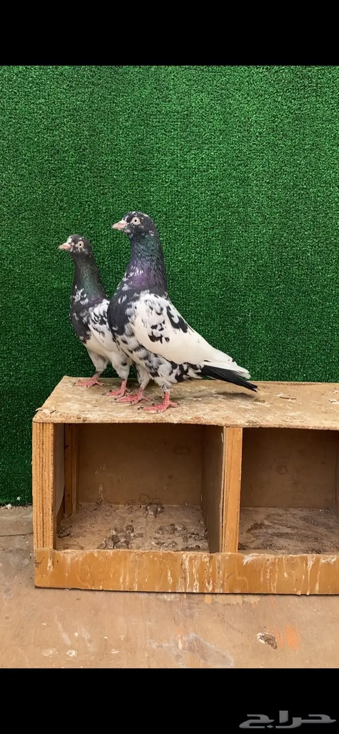 جوز رامبوري صافي بيور تم البيع 0