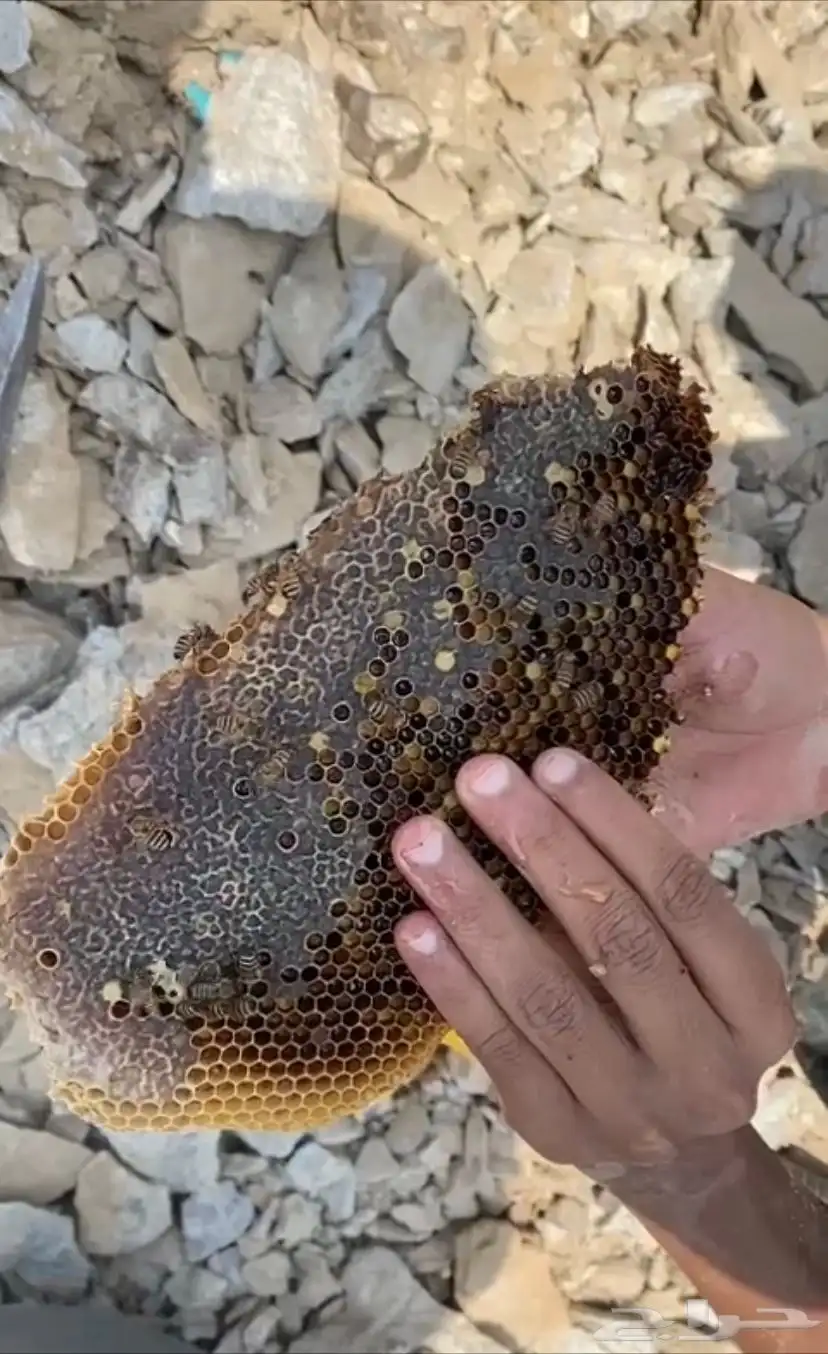 نحل بلدي للبيع جاهز للسمر 6