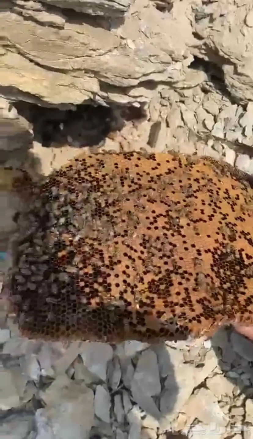 نحل بلدي للبيع جاهز للسمر 7