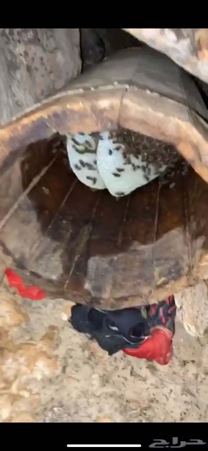 نحل بلدي للبيع جاهز للسمر 12