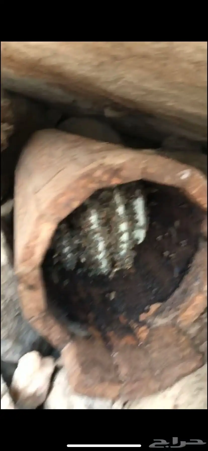 نحل بلدي للبيع جاهز للسمر 16
