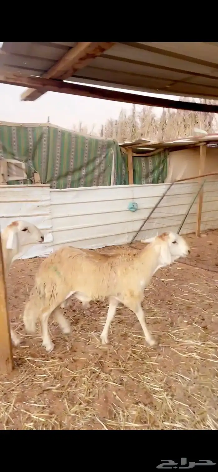 ذيايح سواكني للبيع 5