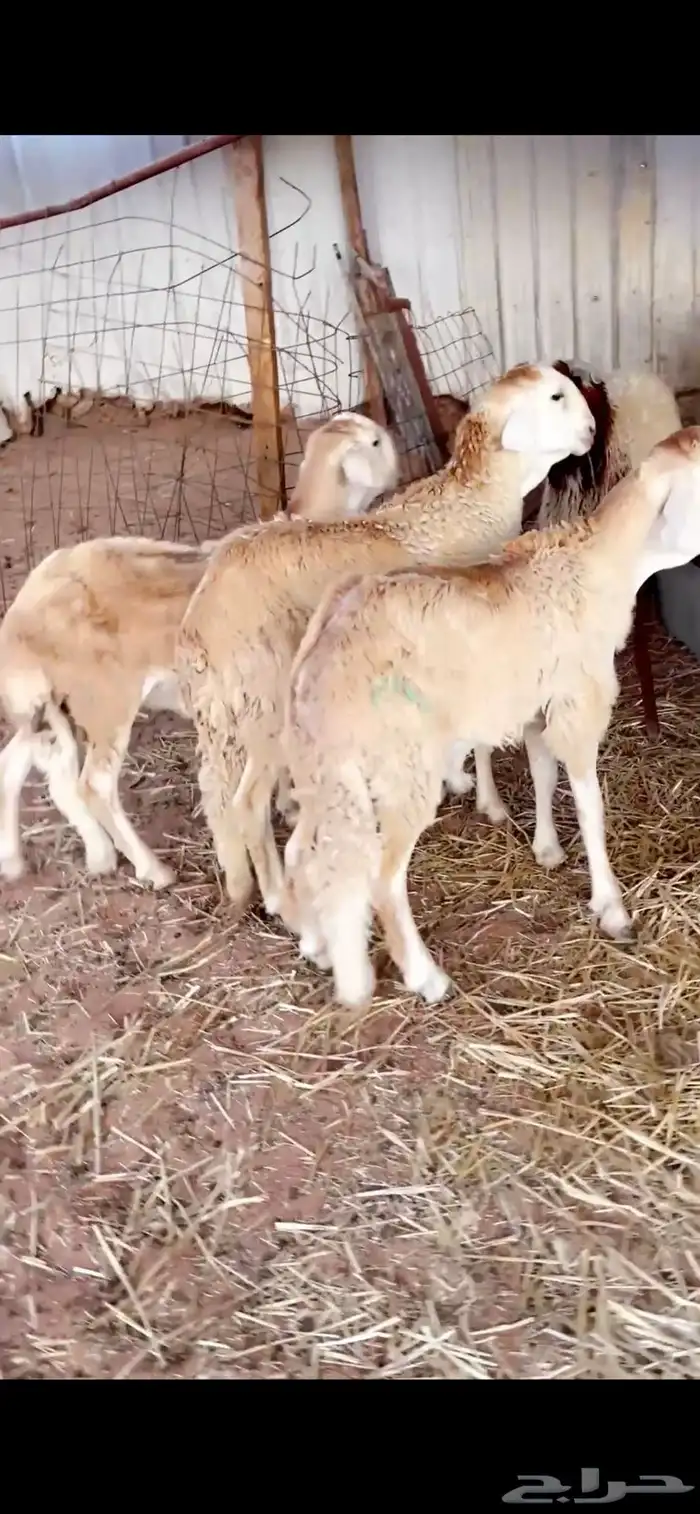 ذيايح سواكني للبيع 2
