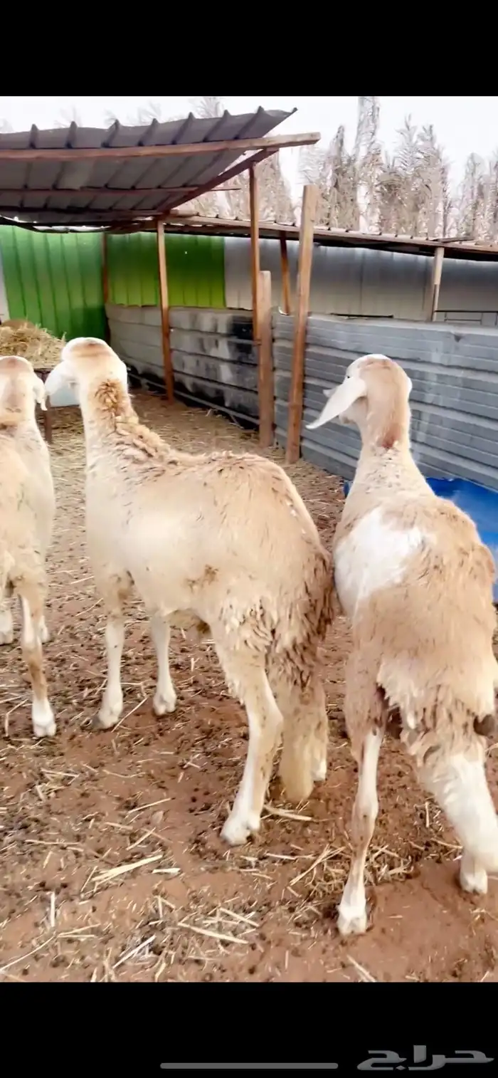 ذيايح سواكني للبيع 6