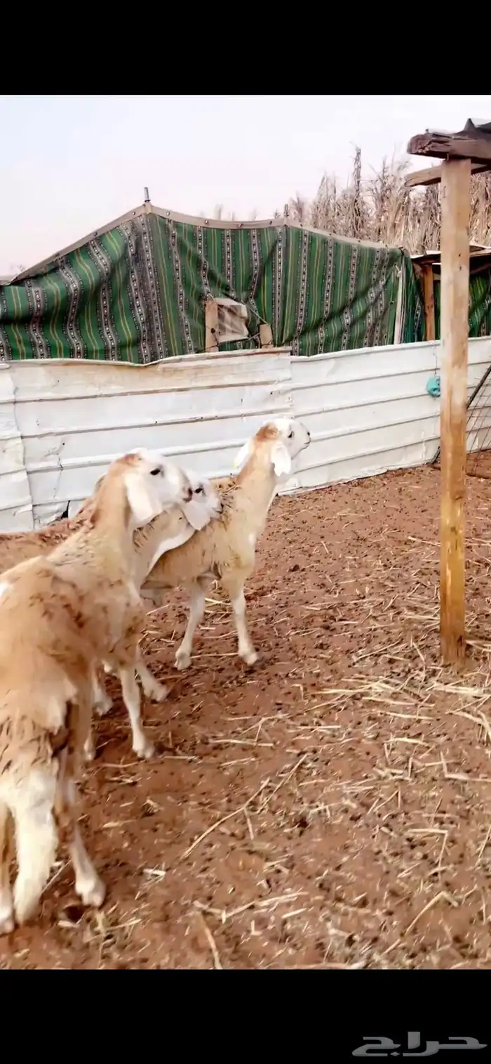 ذيايح سواكني للبيع 7