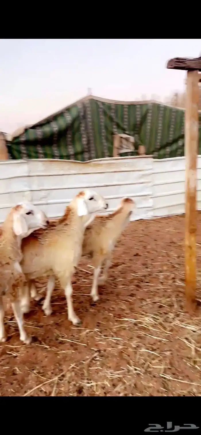 ذيايح سواكني للبيع 3