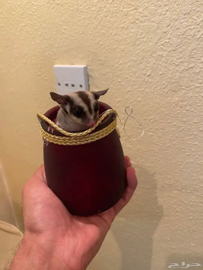 سنجاب الطائر او الشقرقلادير 0