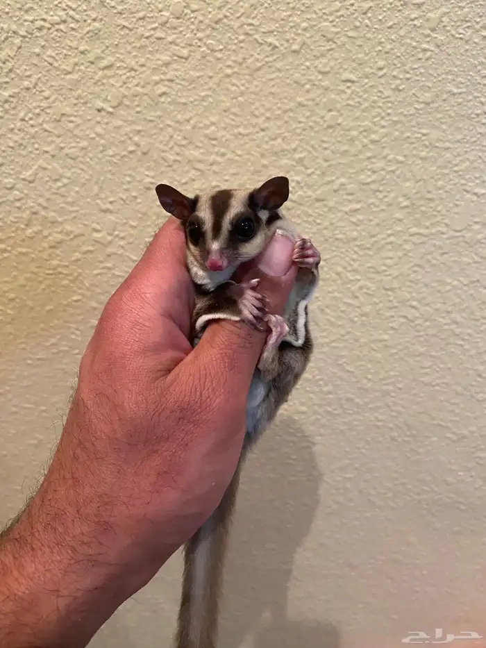 سنجاب الطائر او الشقرقلادير 1