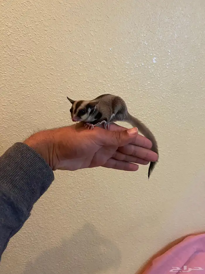 سنجاب الطائر او الشقرقلادير 2