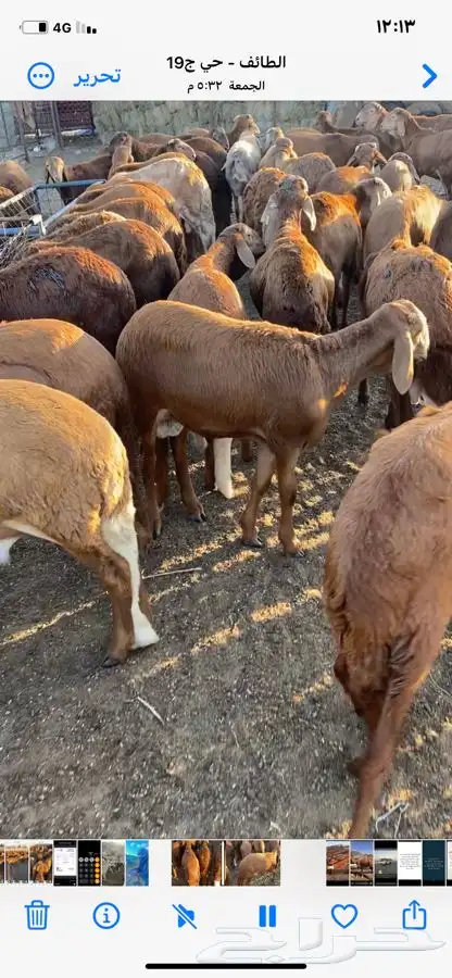 طليان سواكن حمري جذعان 2