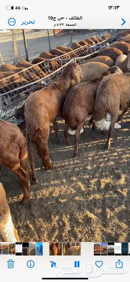 طليان سواكن حمري جذعان 3