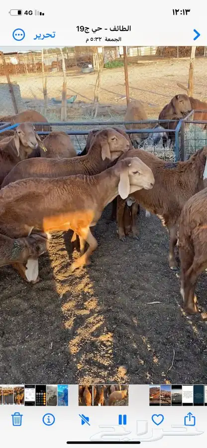 طليان سواكن حمري جذعان 6