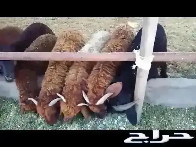 ازولا علف للحيوانات الطيور والأغنام شبة مجاني 0