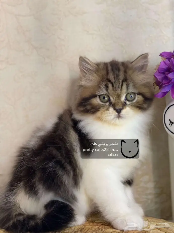 قط قطه شيرازي هاف بيكي هملايا بيكي فيس قطط كيتن 0