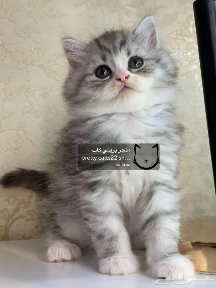 قط قطه شيرازي هاف بيكي هملايا بيكي فيس قطط كيتن 1