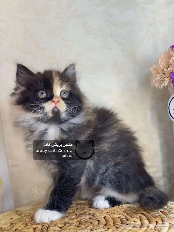 قط قطه شيرازي هاف بيكي هملايا بيكي فيس قطط كيتن 2