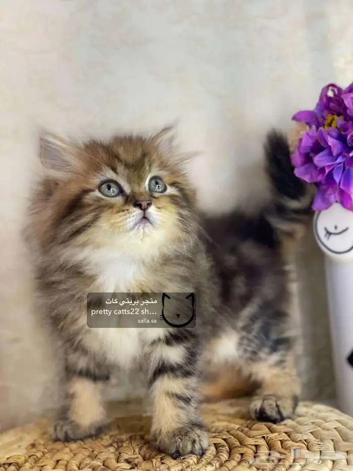 قط قطه شيرازي هاف بيكي هملايا بيكي فيس قطط كيتن 3