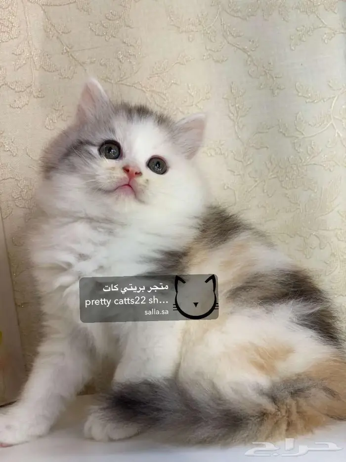 قط قطه شيرازي هاف بيكي هملايا بيكي فيس قطط كيتن 4