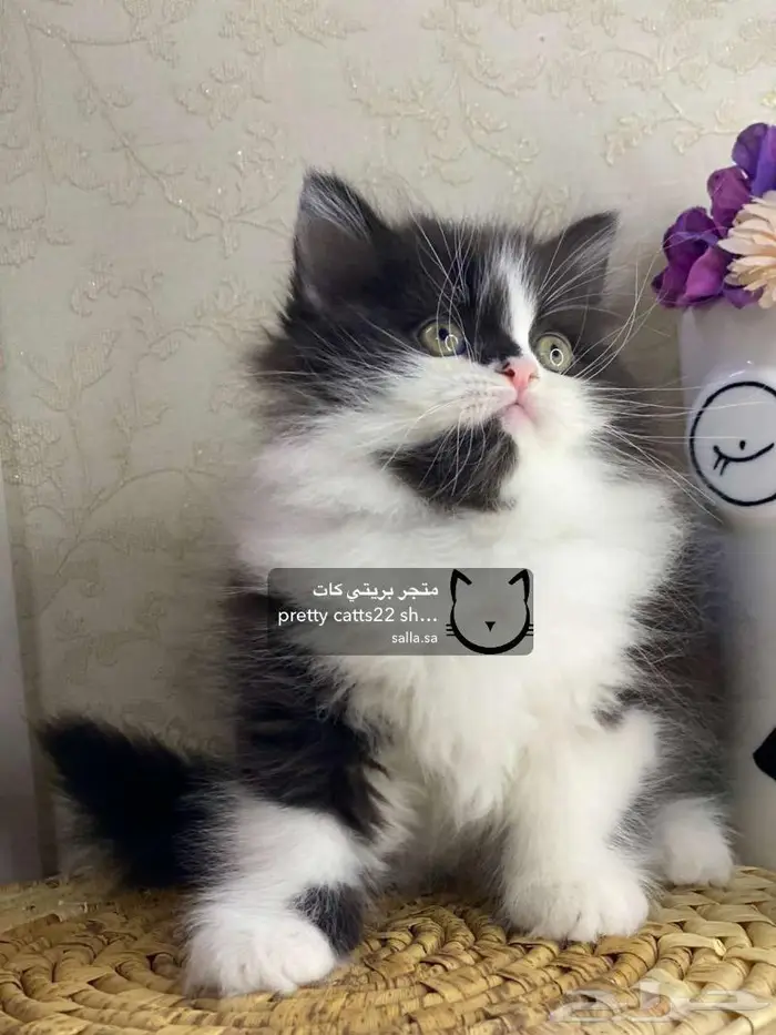 قط قطه شيرازي هاف بيكي هملايا بيكي فيس قطط كيتن 5