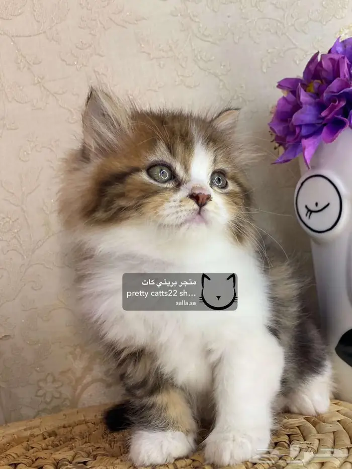 قط قطه شيرازي هاف بيكي هملايا بيكي فيس قطط كيتن 6