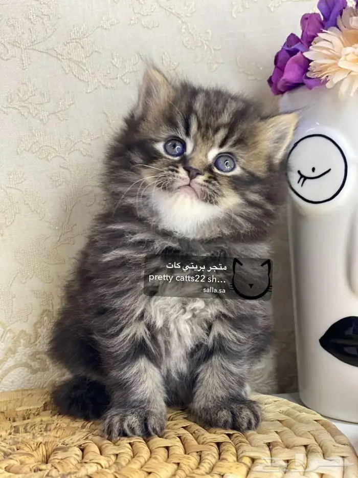 قط قطه شيرازي هاف بيكي هملايا بيكي فيس قطط كيتن 7