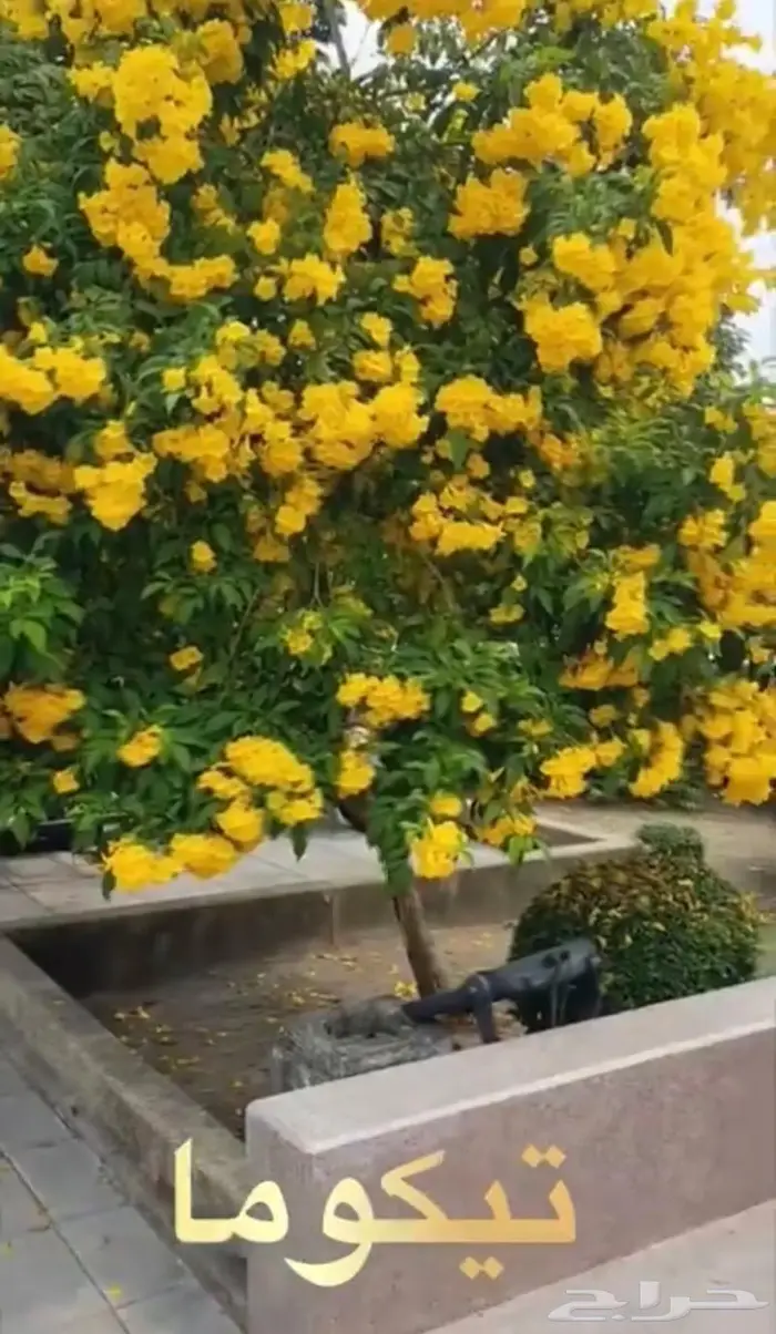 شجرة التيكوما الصفراء 0