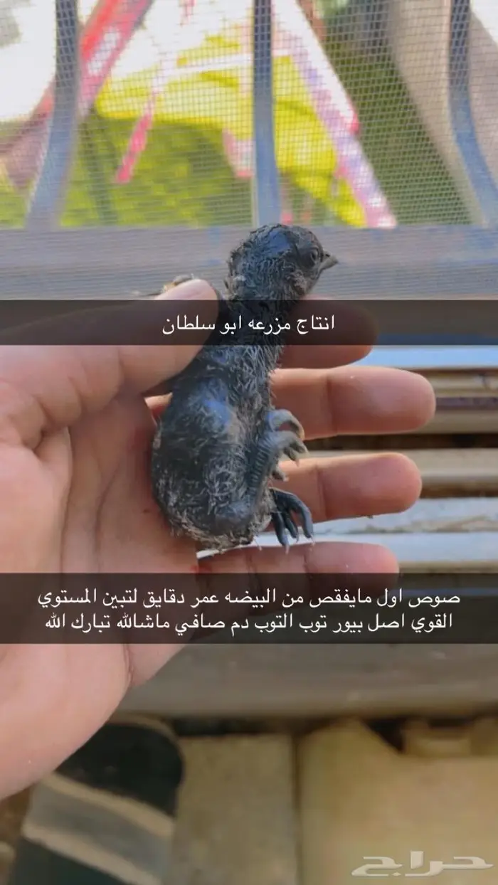 صوص وبيض لمبرغيني ايام سيماني اندونسي فواخر امهات خوارج 10