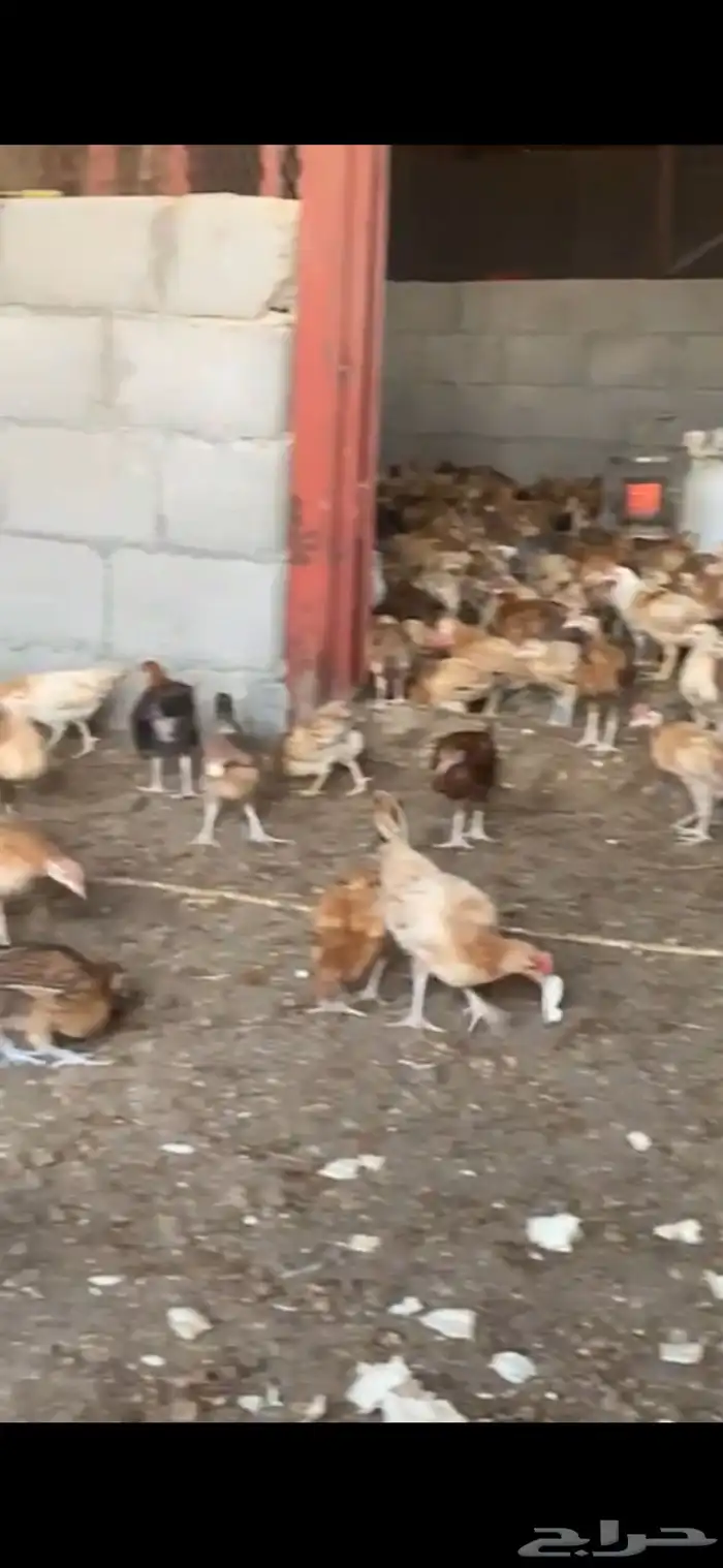 دجاج بلدي فواتح نظيف 2
