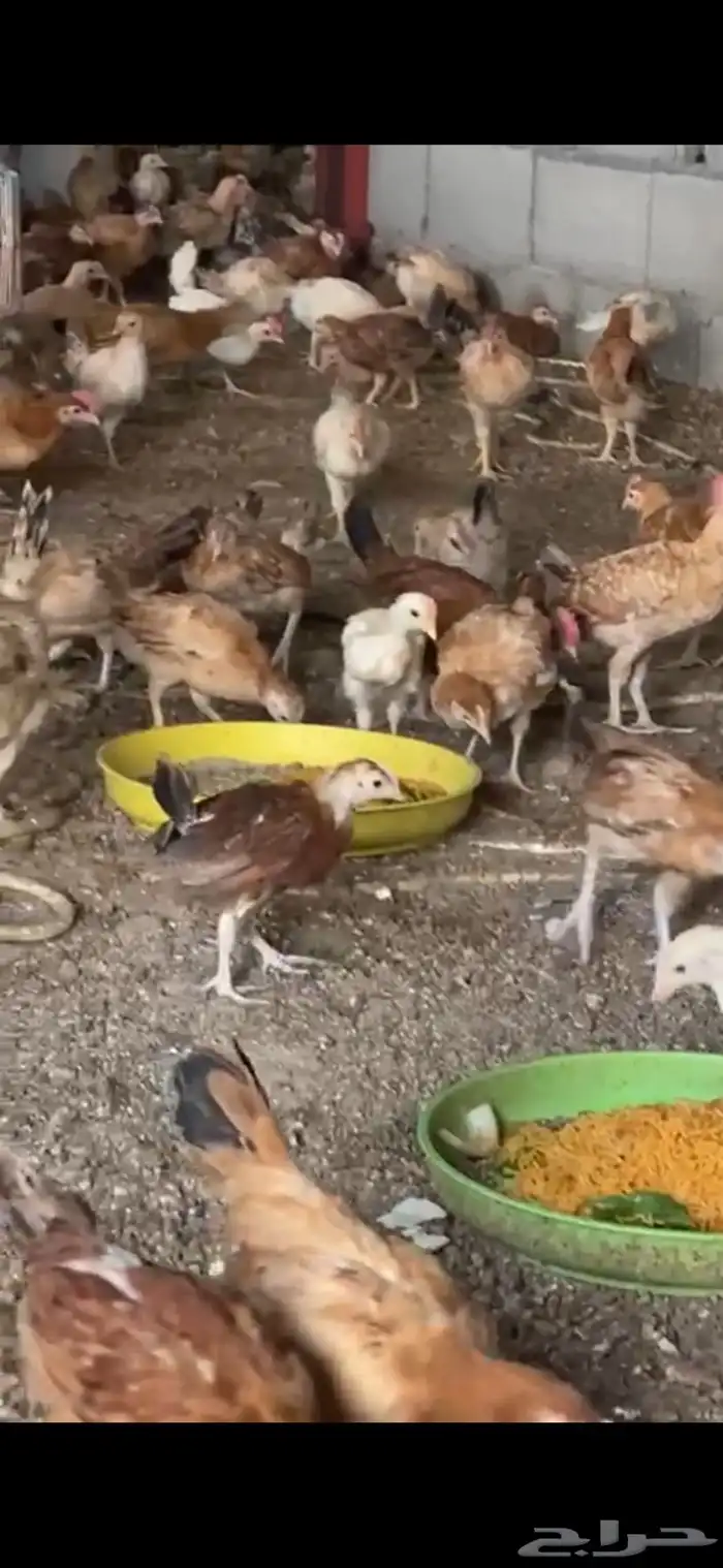 دجاج بلدي فواتح نظيف 4